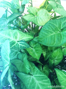 Arrowhead Plant
