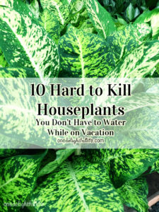 10 Hard to Kill Houseplants You Can Leave While On Vacation