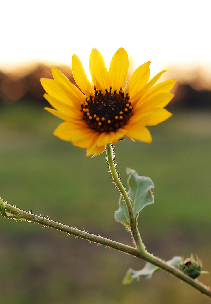 sunflower1