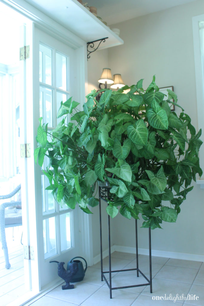 10 Hard to Kill Houseplants You Can Leave While On Vacation One Delightful Life