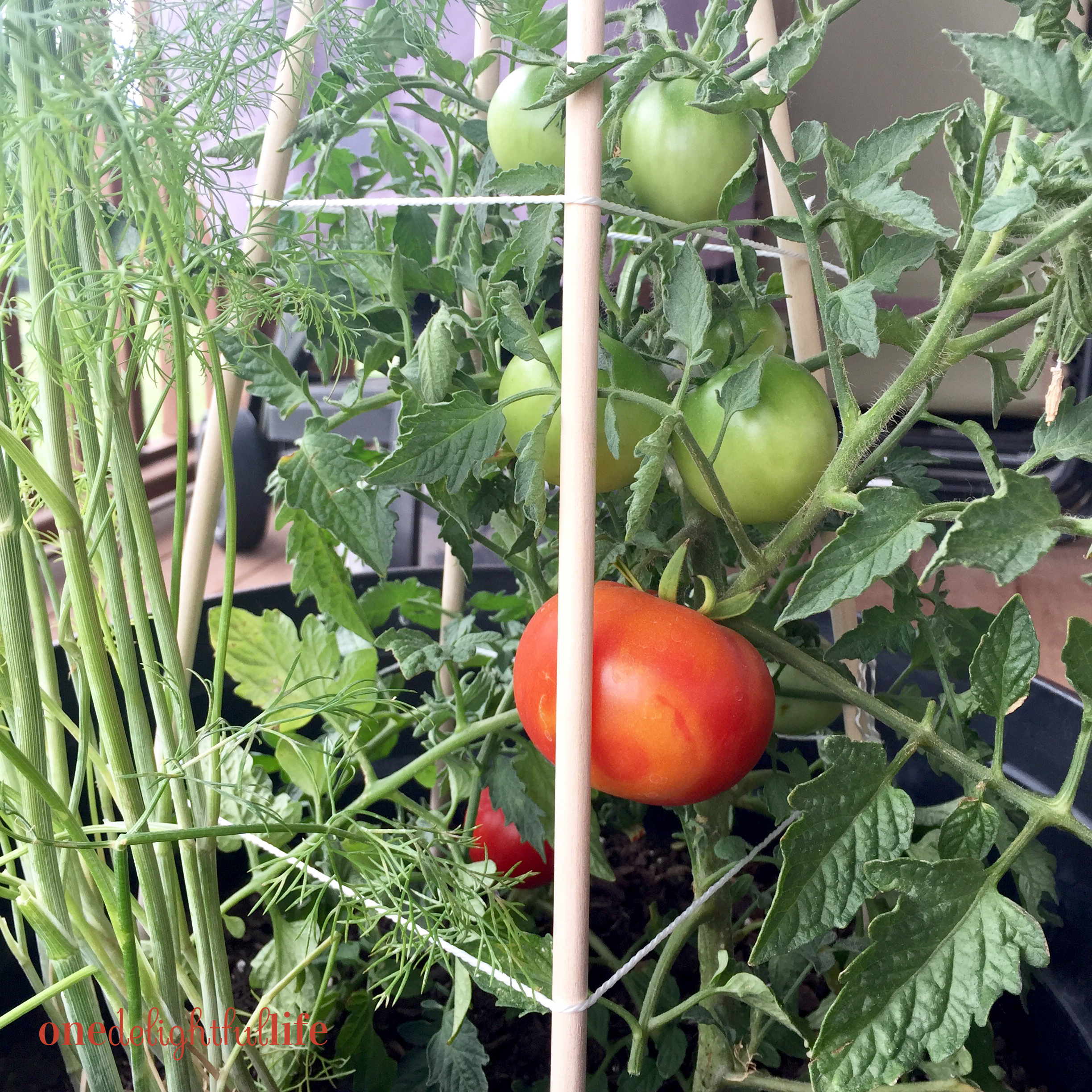 dowel-rod-tomato-cage