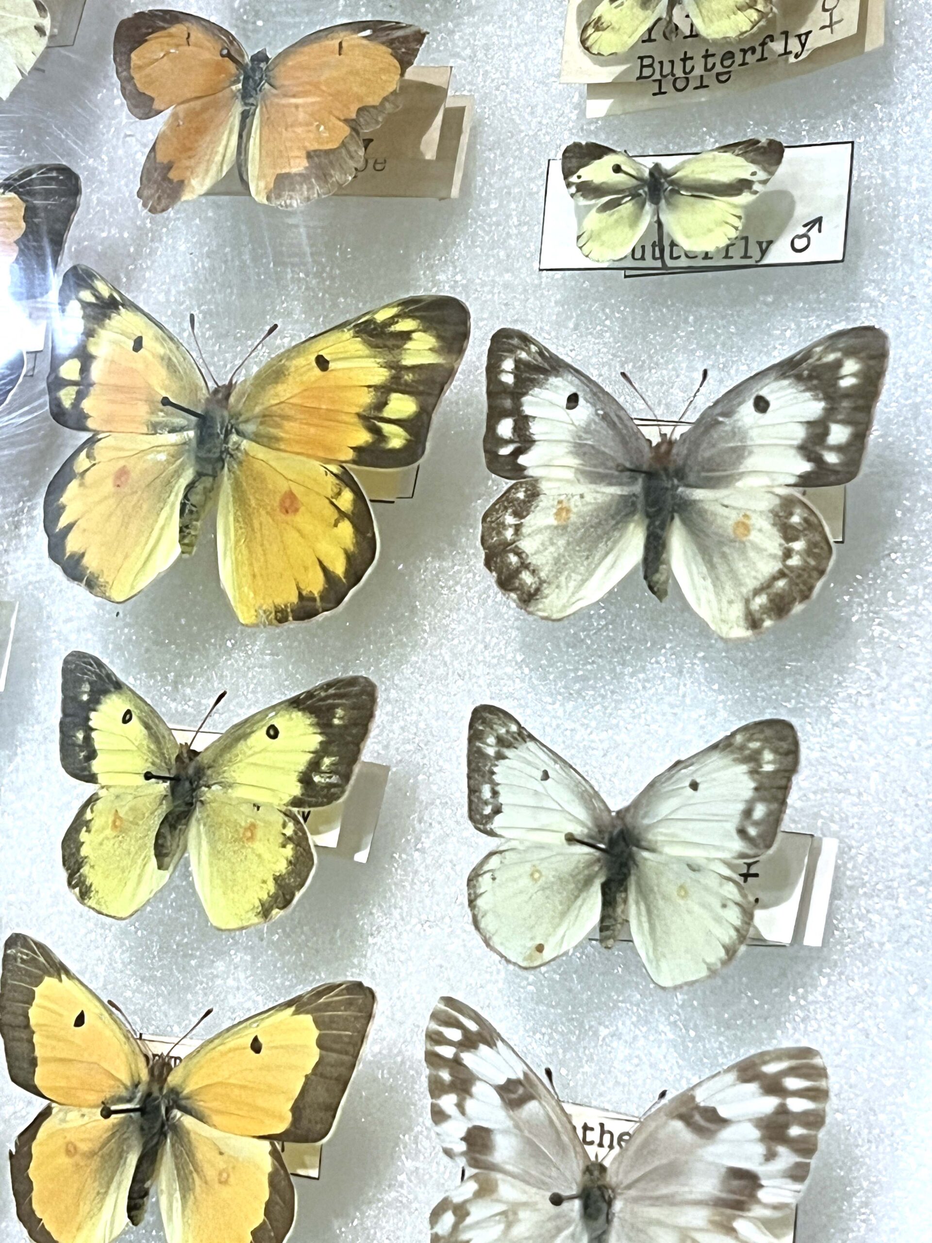 Learn about Kansas wildlife diversity at the Pratt Education Center and Museum. 