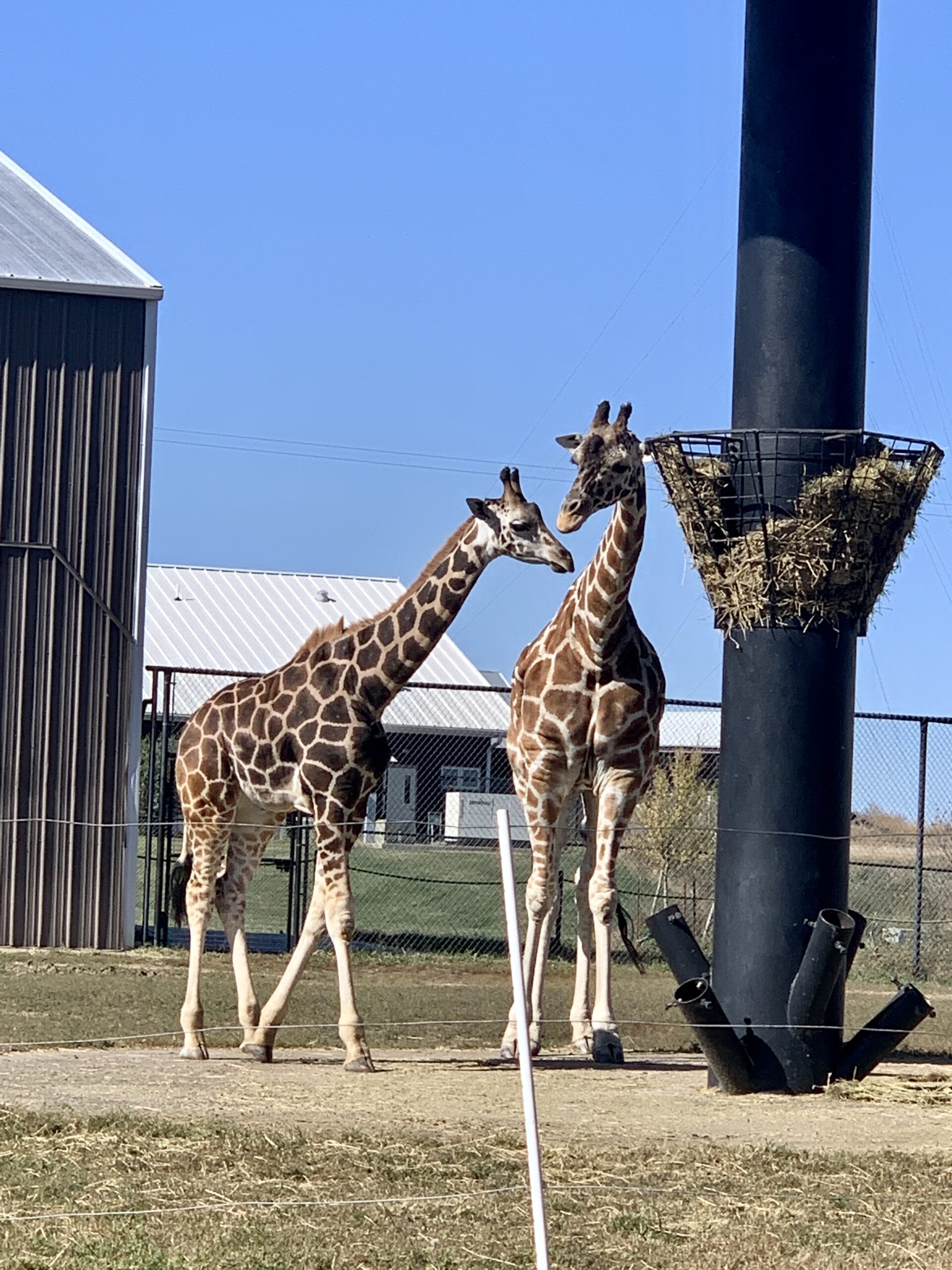 Giraffes
