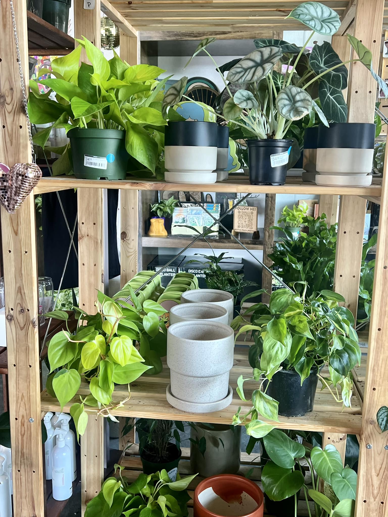 House plants shine in the sun at Grow, a downtown Wichita retail shop.