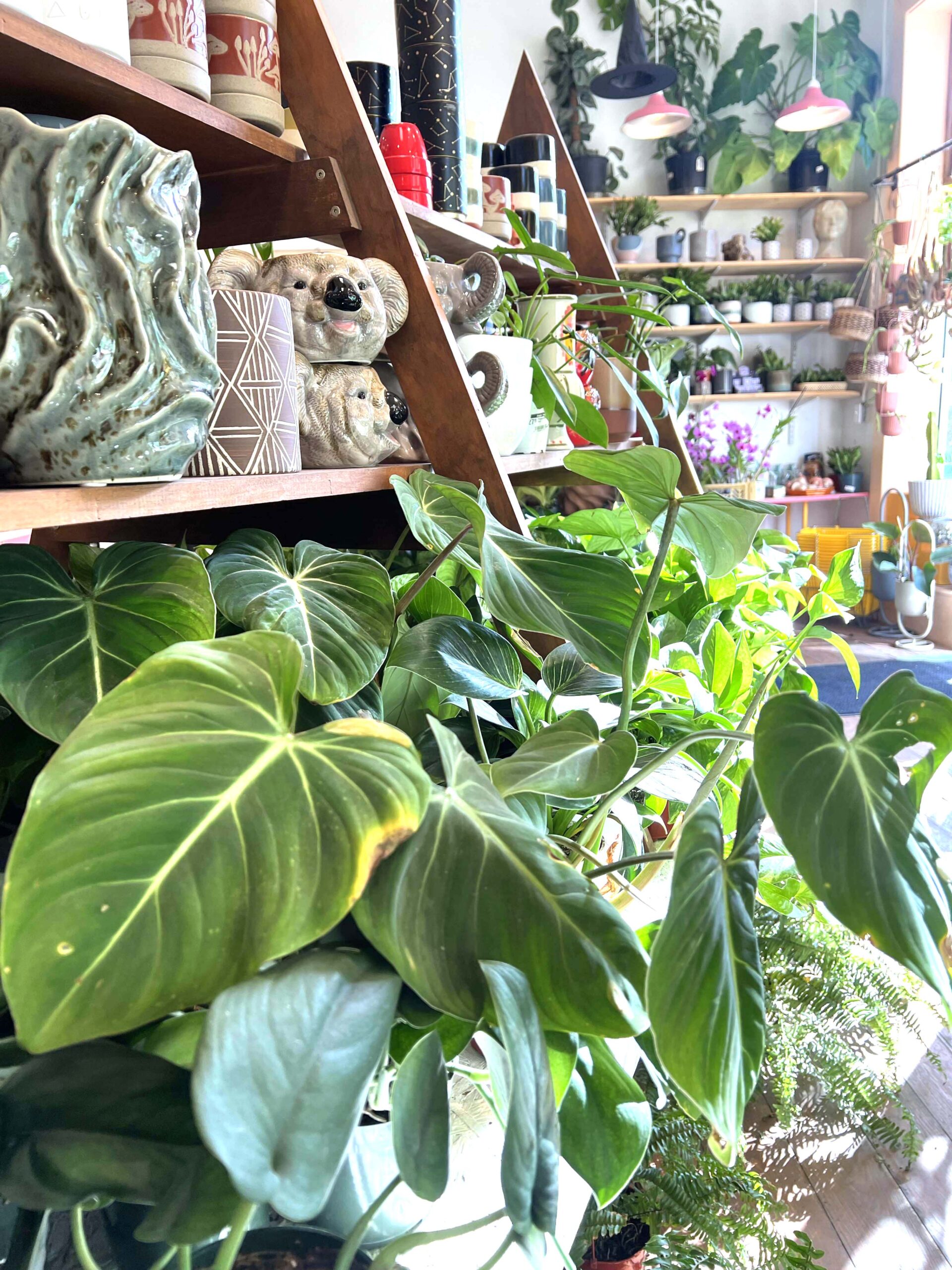 Jungle House interior showcases house plant available for sale. 