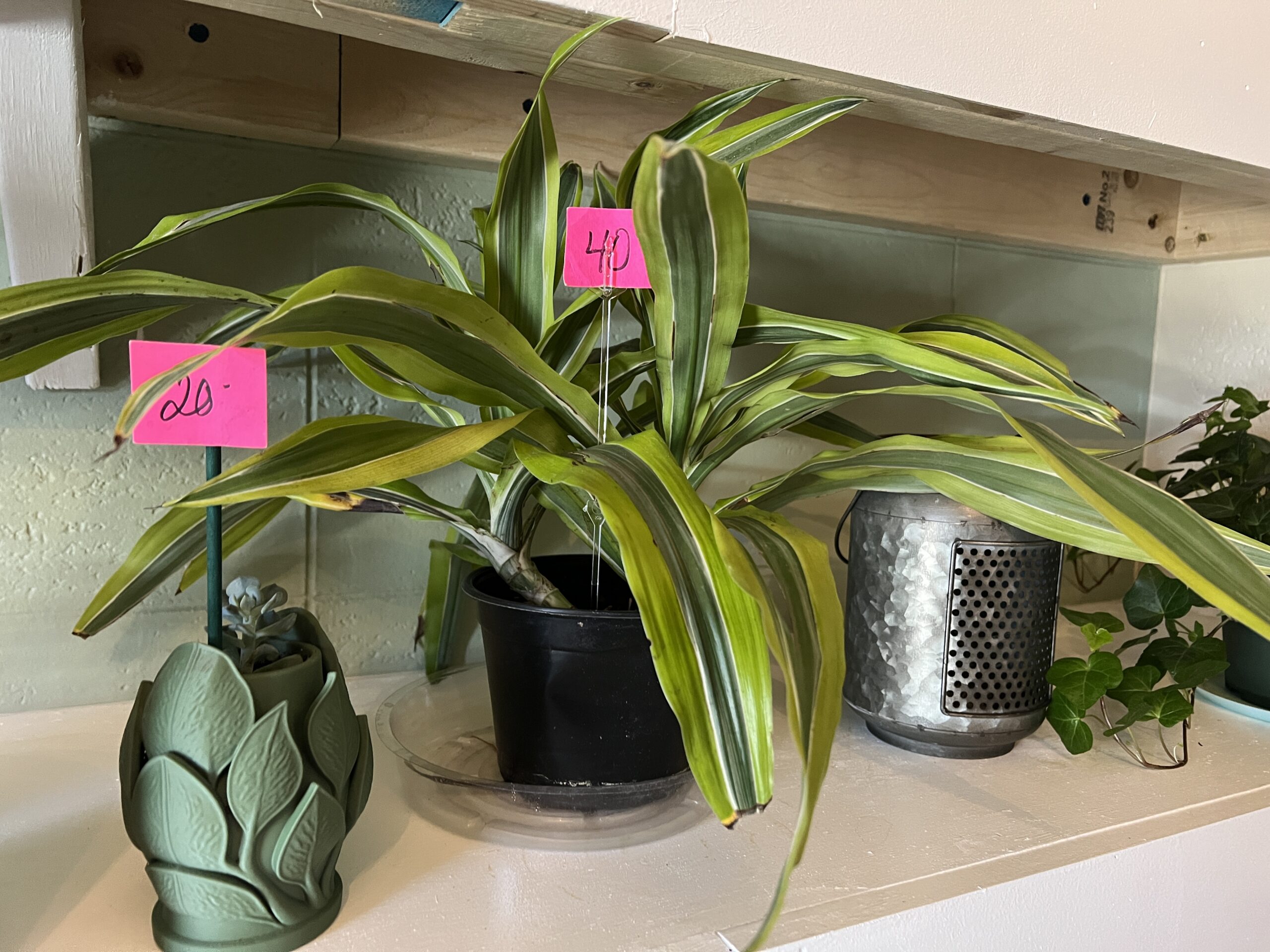 The. Flower Shoppe in Pratt sells house plants and floral arrangements.