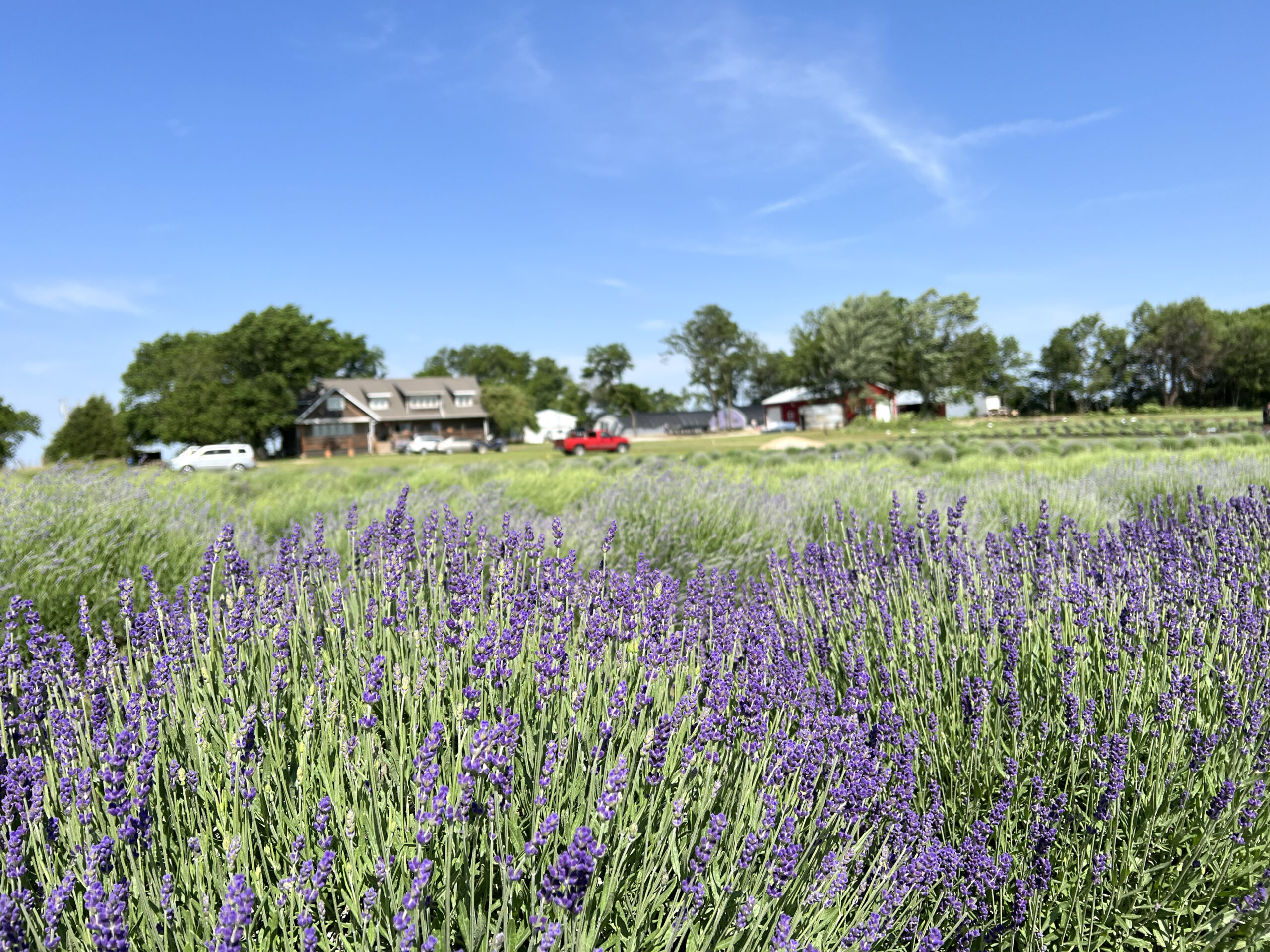 lavender field