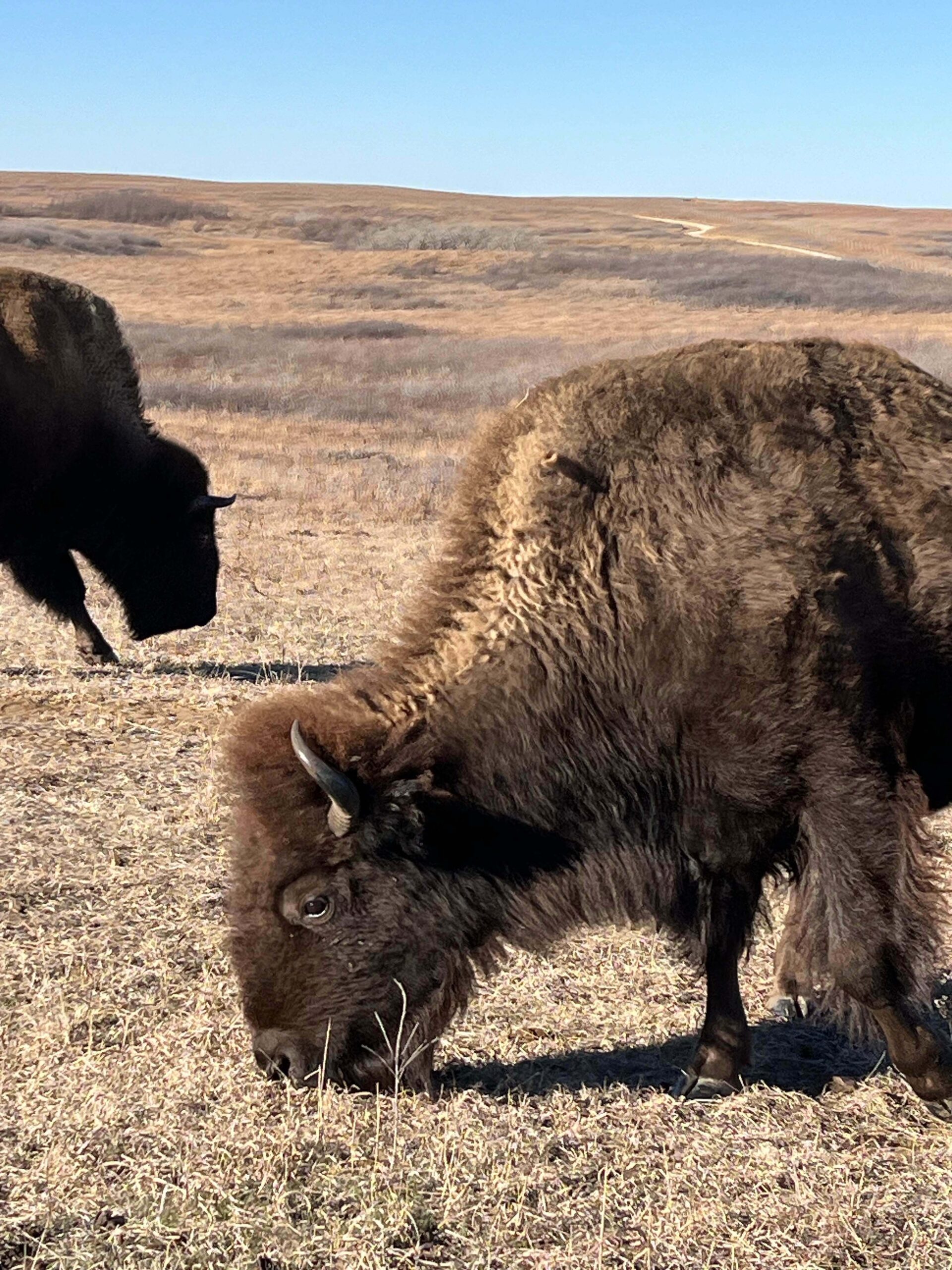 Maxwell Wildlife Refuge offers up-close views of buffalo grazing on native prairie near Lindsborg.