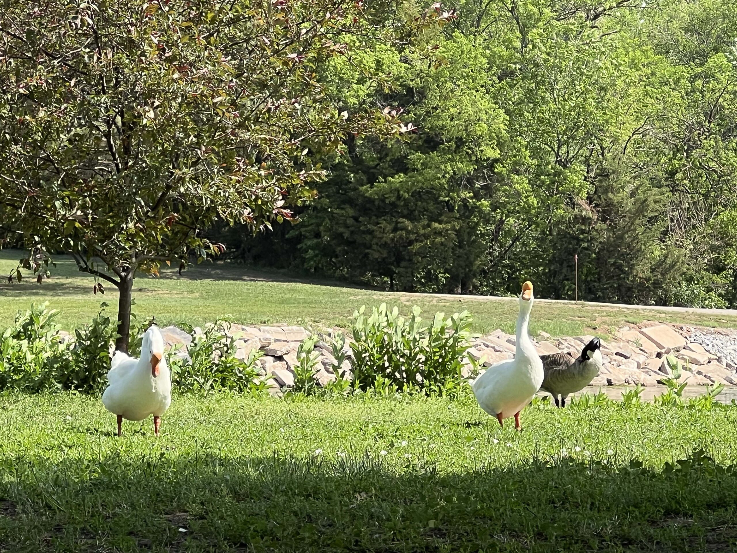 geese and ducks