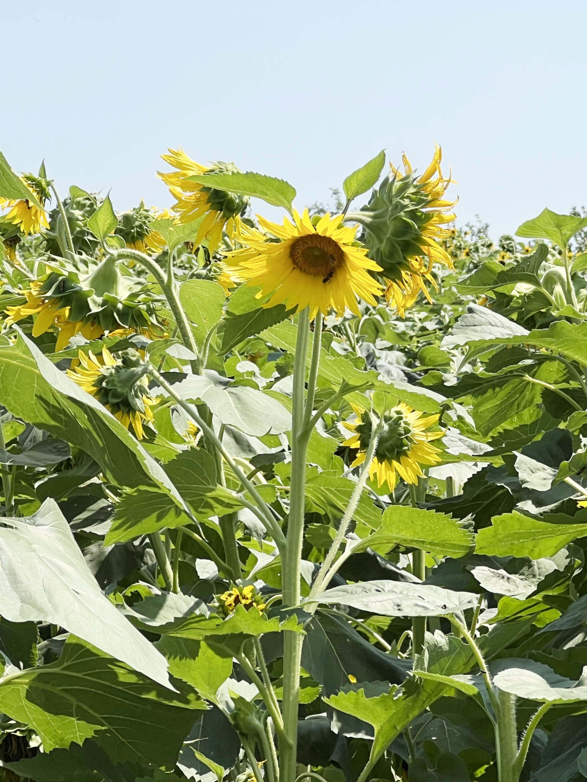 Sunflowers