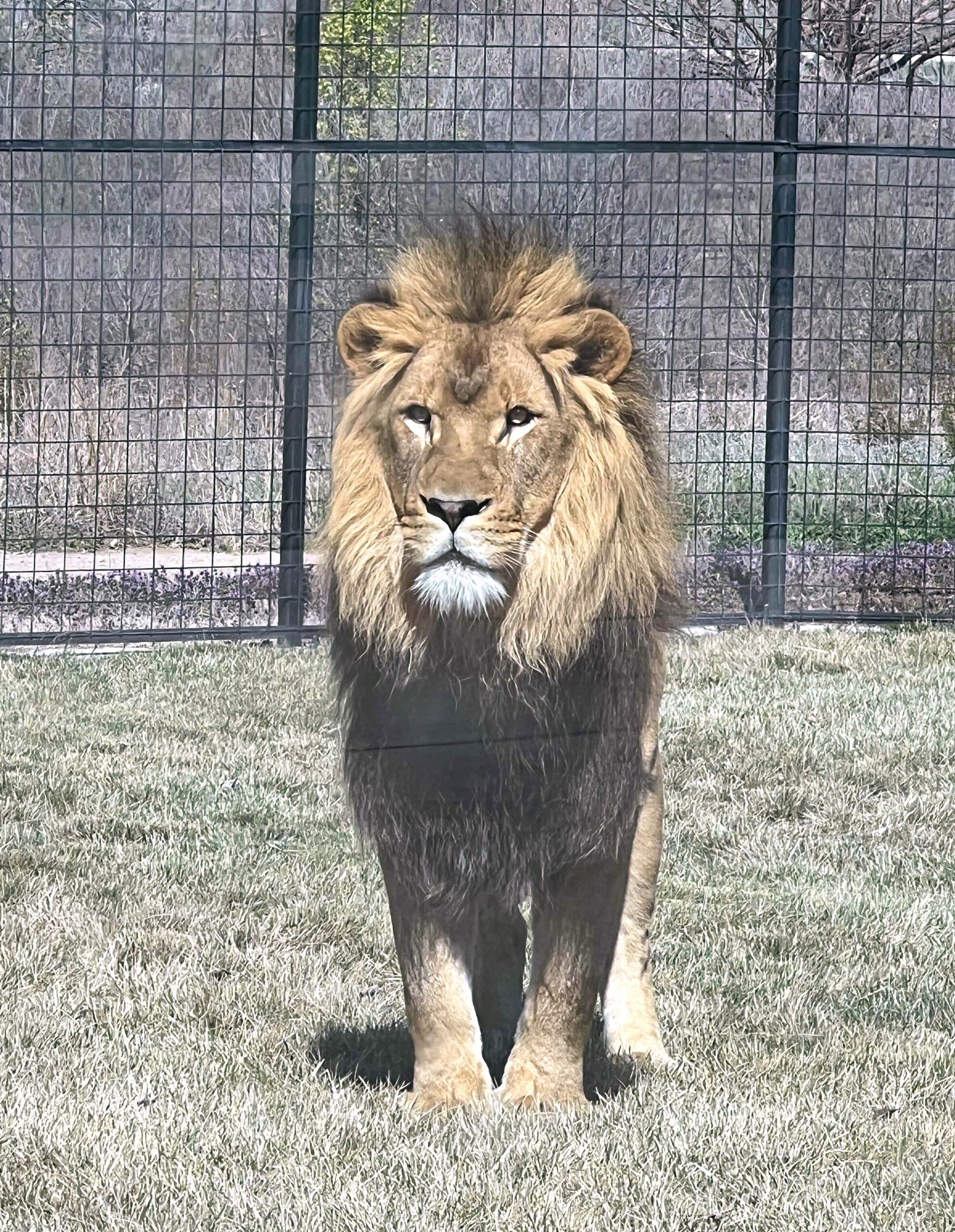 Male Lion 
