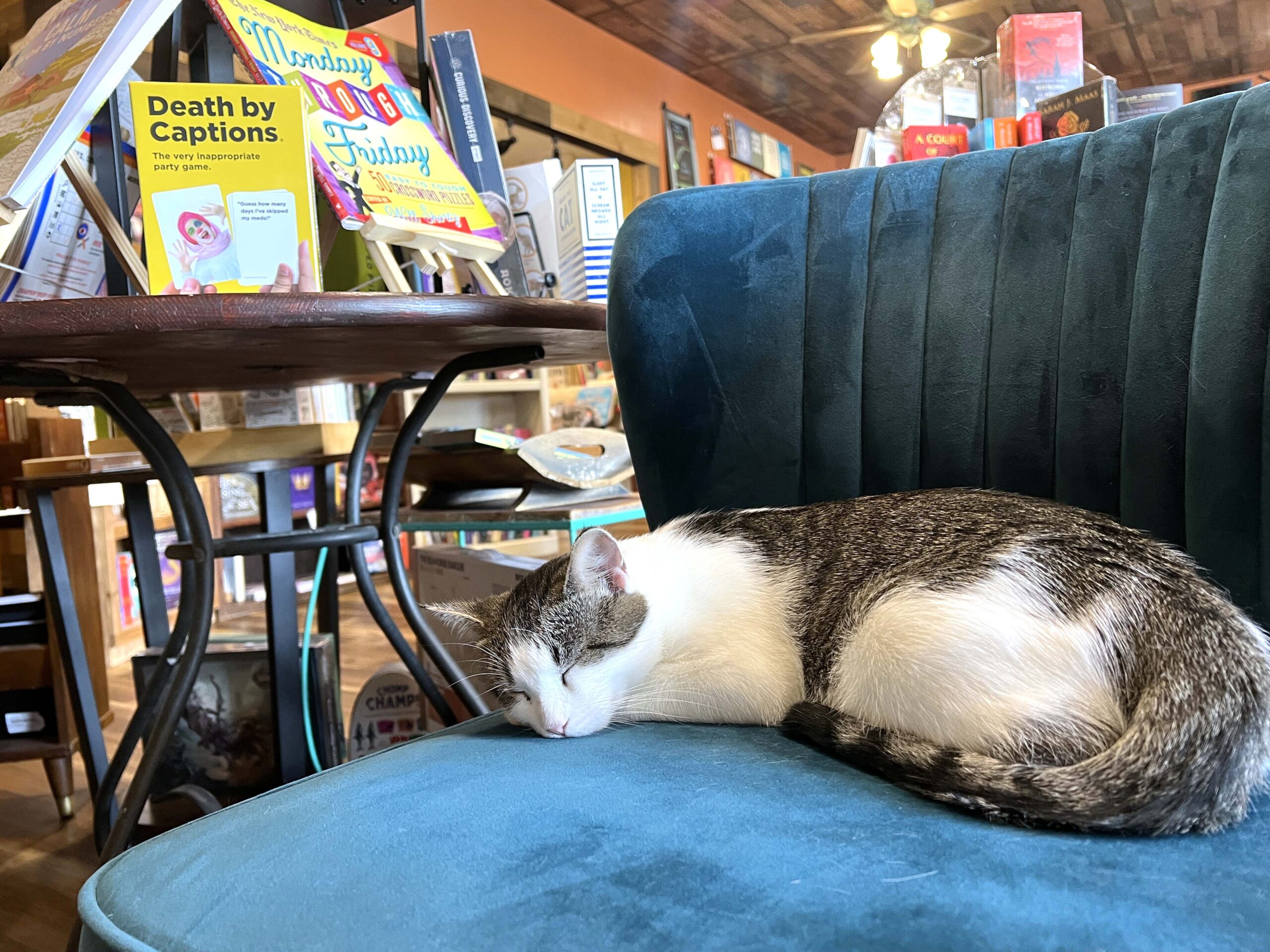 Cat takes a nap inside The Literary Cat in Pittsburg, Kansas, an independent bookstore that doubles as a cat adoption center. 