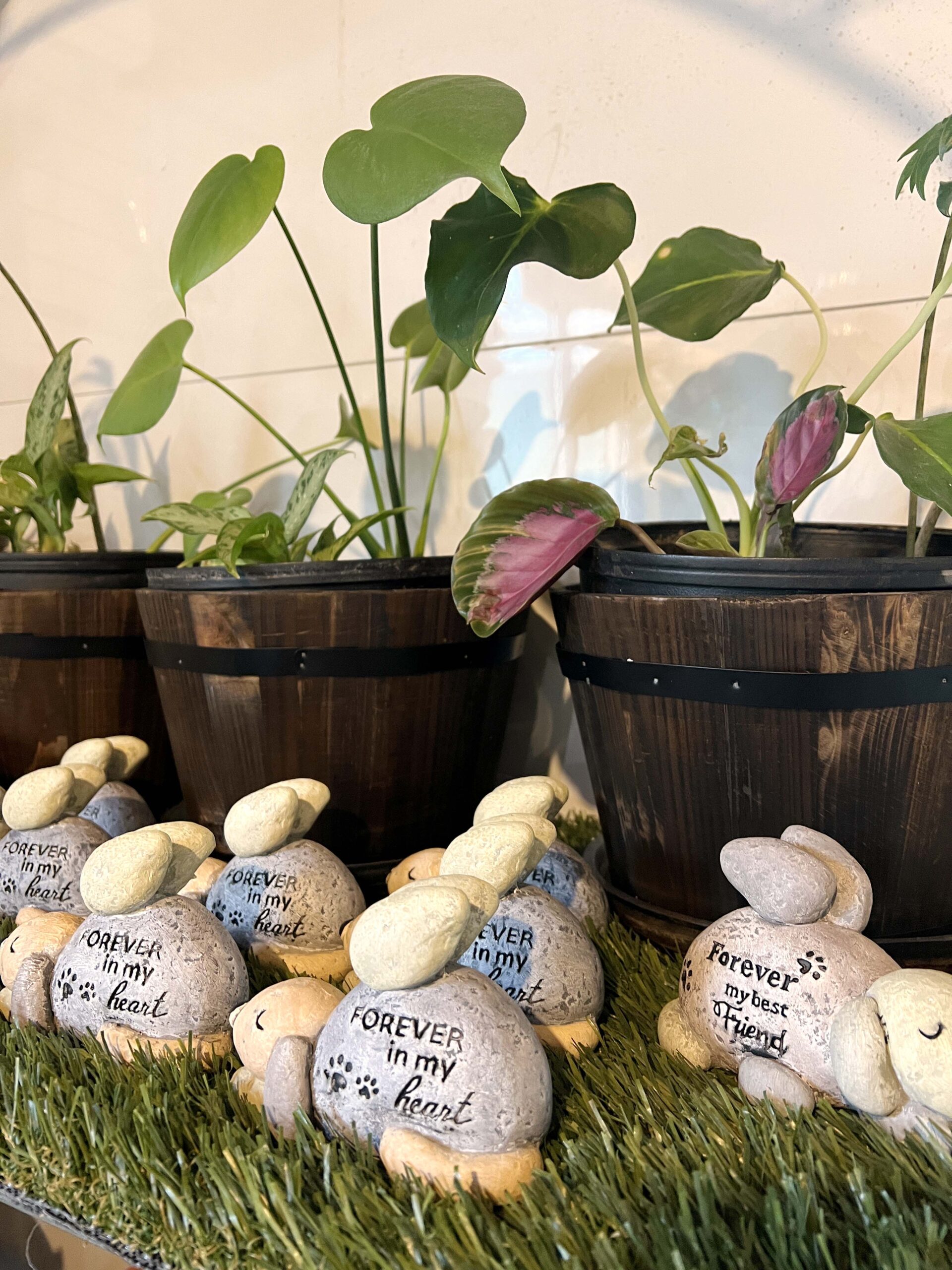 House plants for sale at Strawder's Garden & Gifts in Burlington Kansas