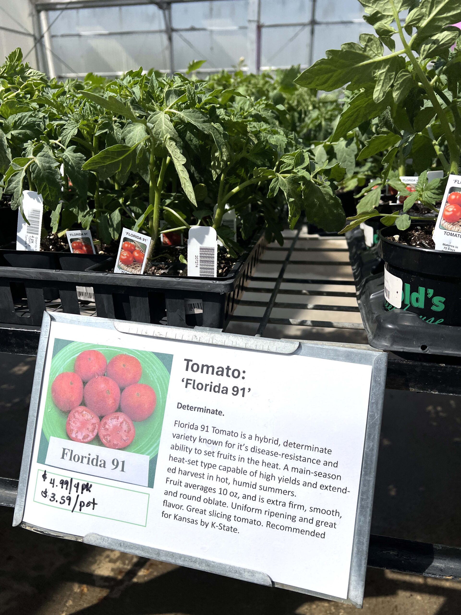 Tomato Plants at Arnold's Greenhouse 