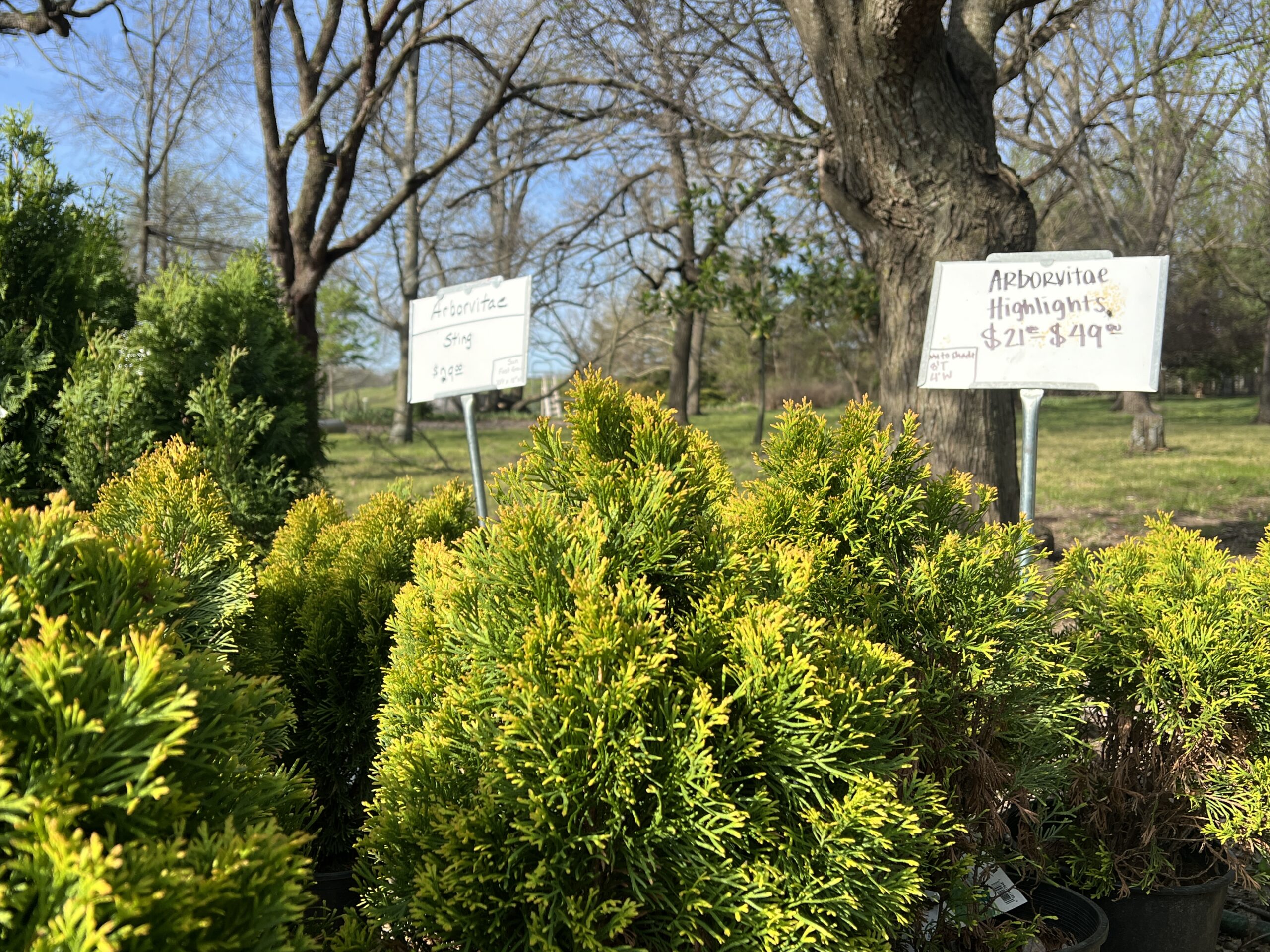 Strawder's & Daughters Nursery & Tree Farm shrub selection