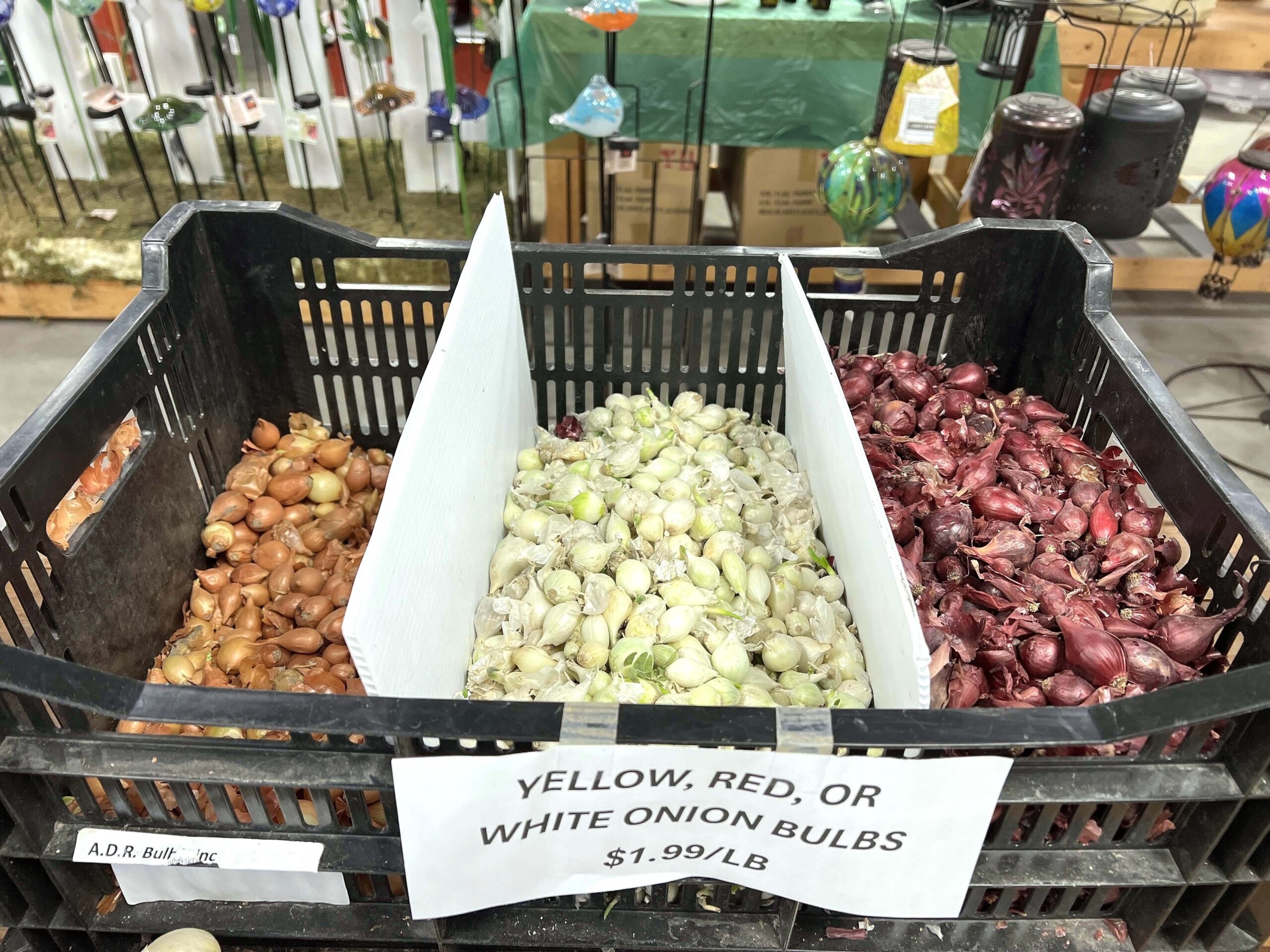 White Onion Bulbs at Osage Garden & Produce
