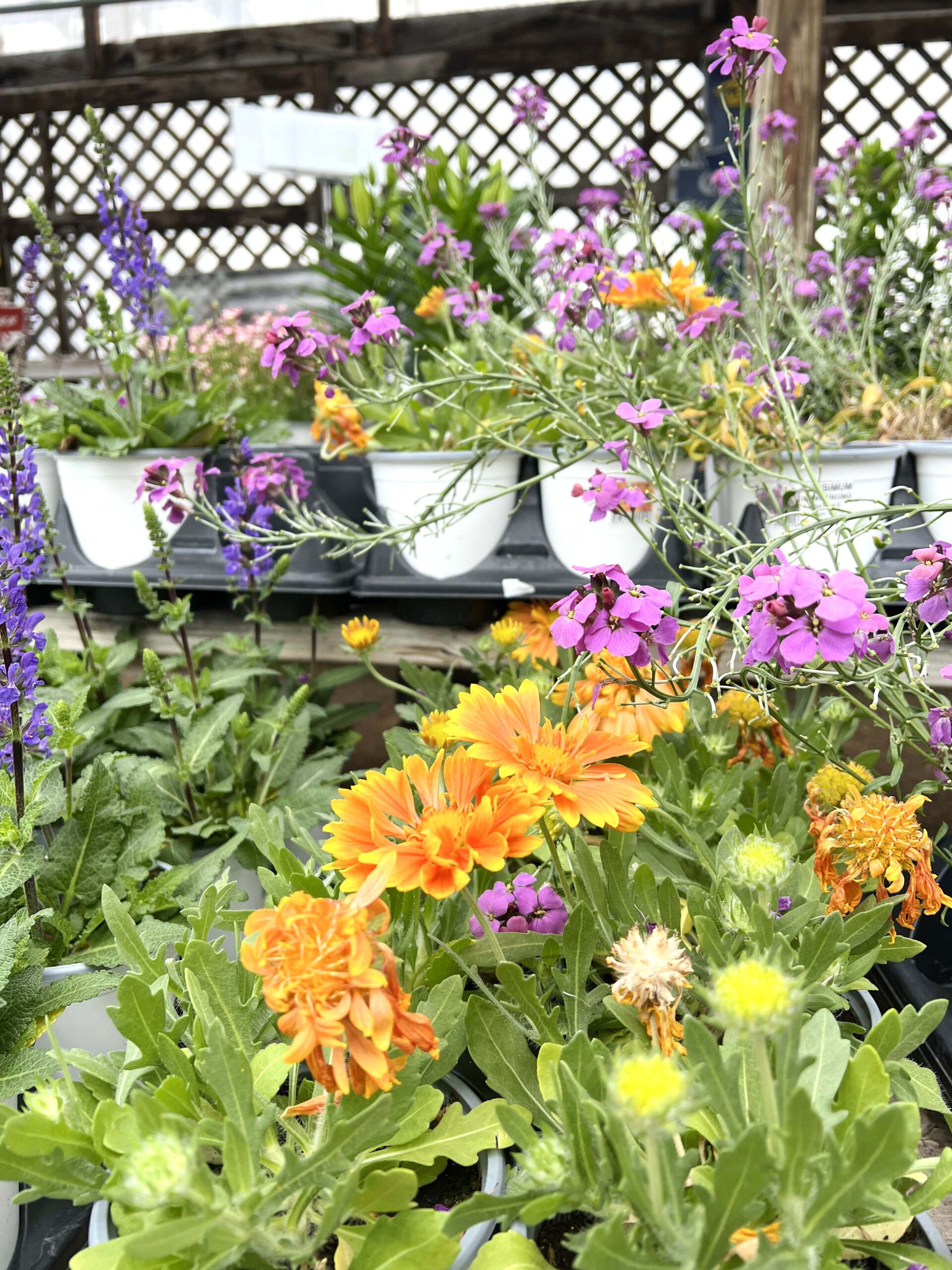 Osage Garden & Produce 