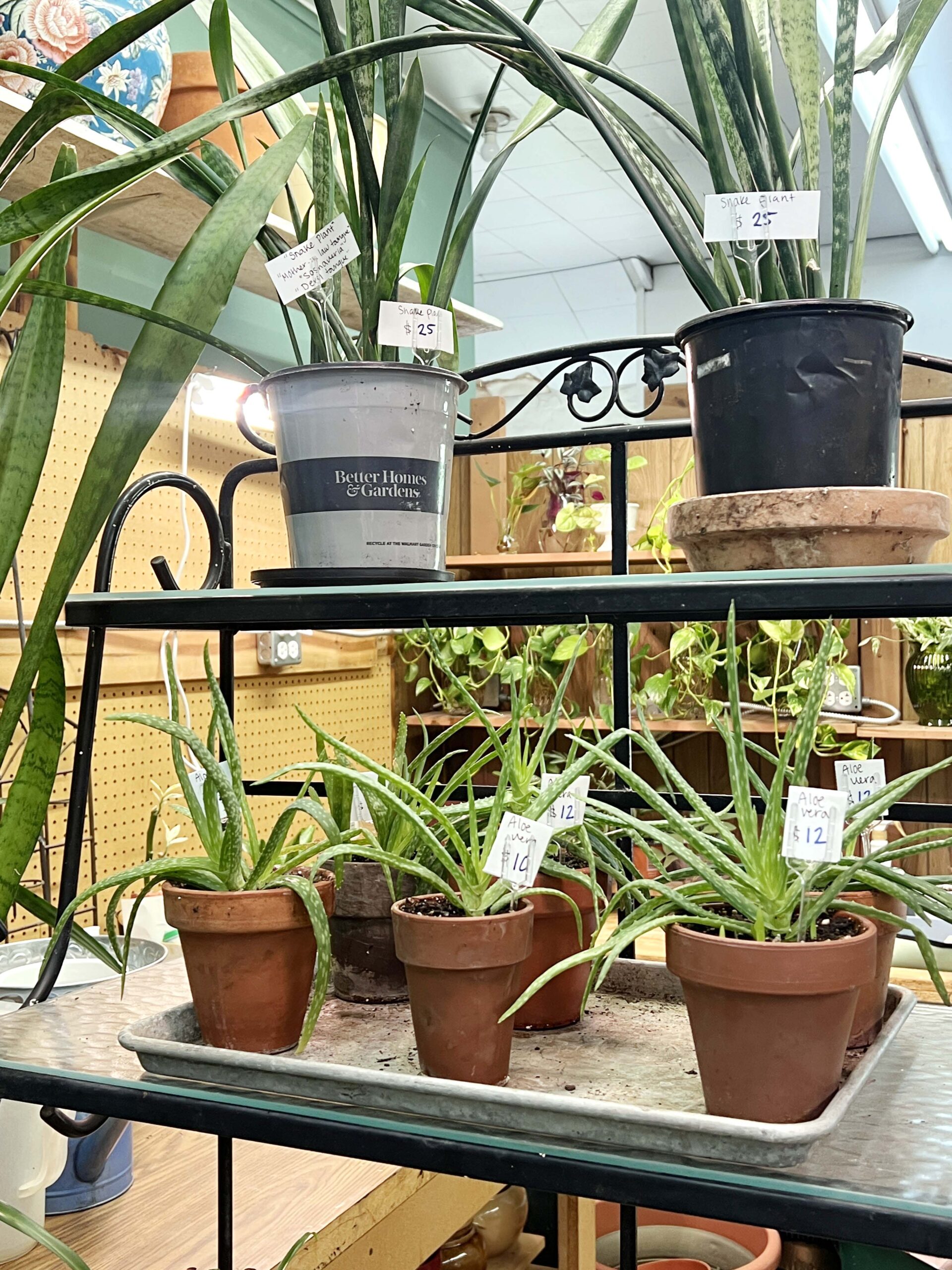The owner's daughter at House Runneth Over sells potted plants of all varieties.