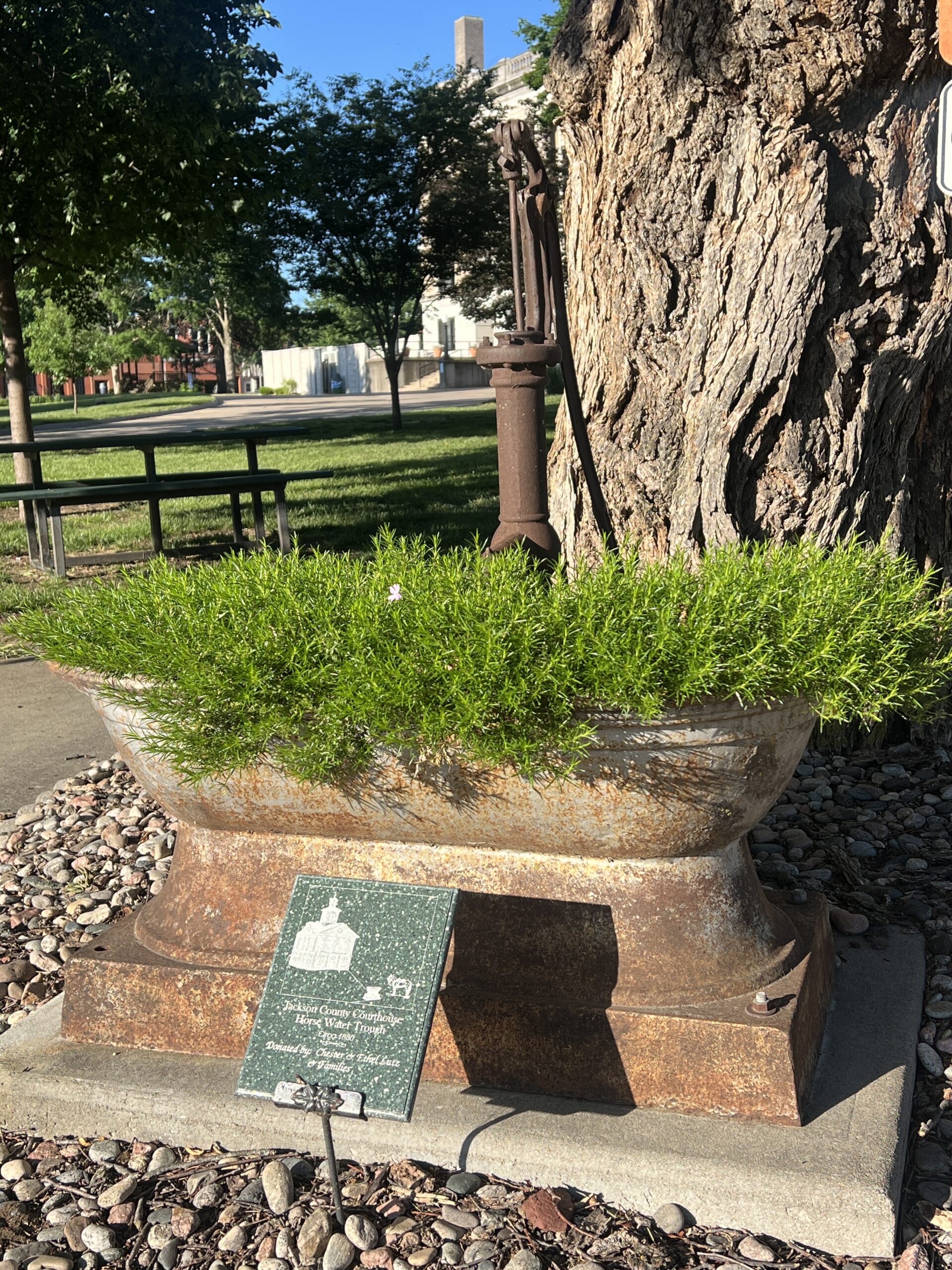 Horse water trough is placed at the base of a tree on the Jackson County Courthouse lawn.