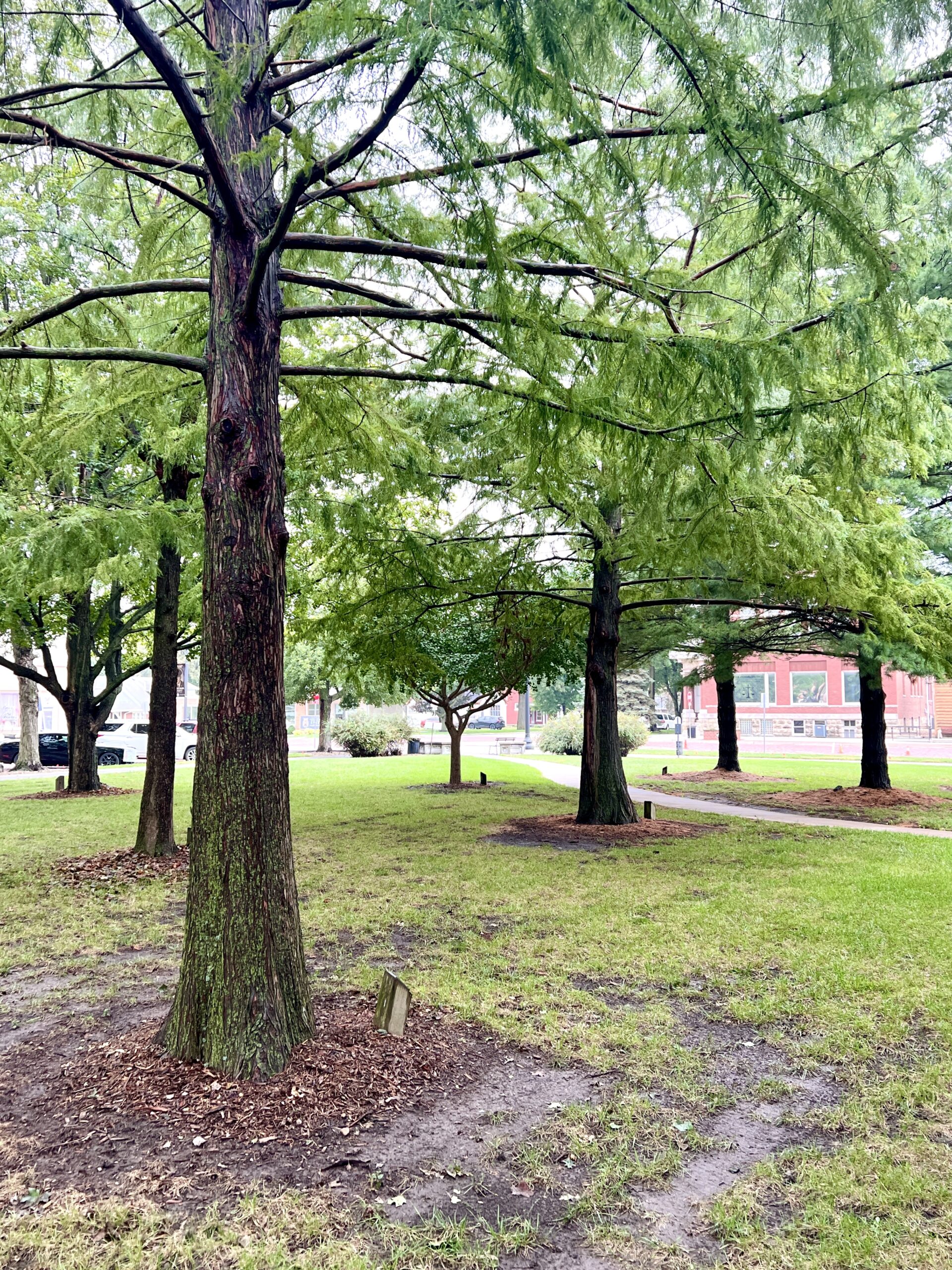 Brown County Courthouse tress on the square